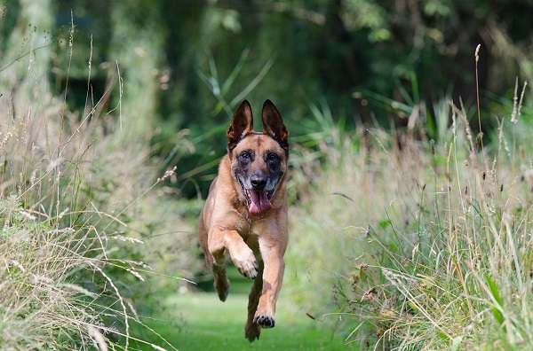 cani e forasacchi problema stagionale