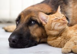 aiuti per cani e gatti in difficoltà