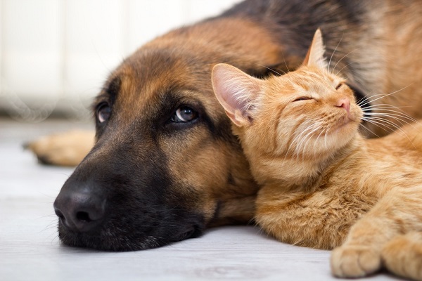 aiuti per cani e gatti in difficoltà