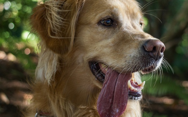 sintomi colpo di calore cane