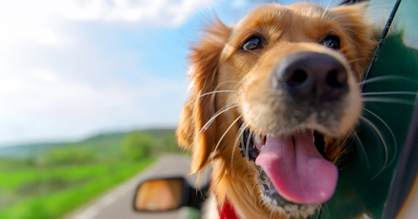 prendersi cura dei cani in vacanza