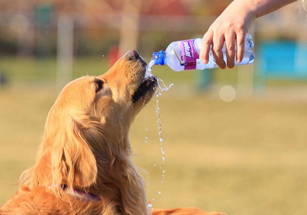 caldo e colpi di calore cane