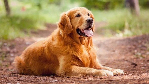 cane perfetto per la campagna