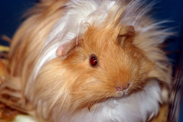 cavia peruviana cura mantello