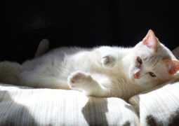 protezione solare per gatti