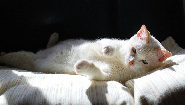 protezione solare per gatti