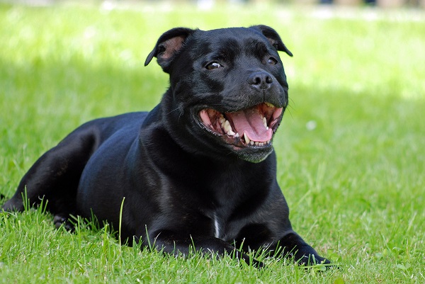 cane dolce anche con bambini