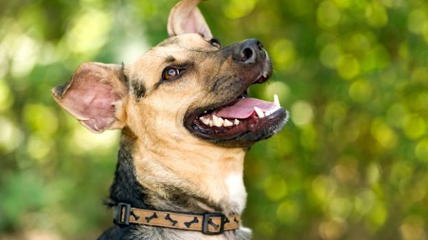 prendersi cura denti cani