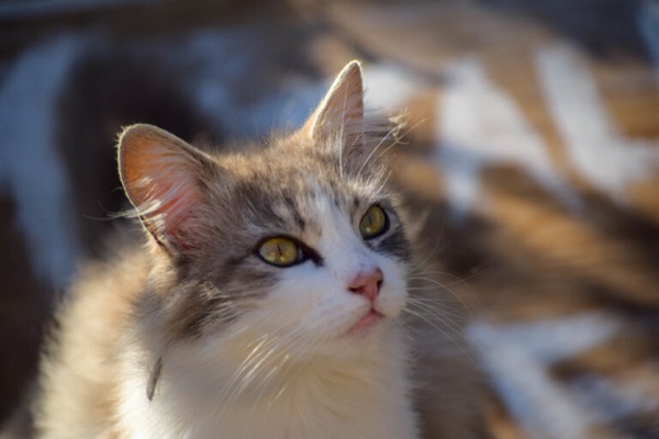 errori da non fare con i gatti