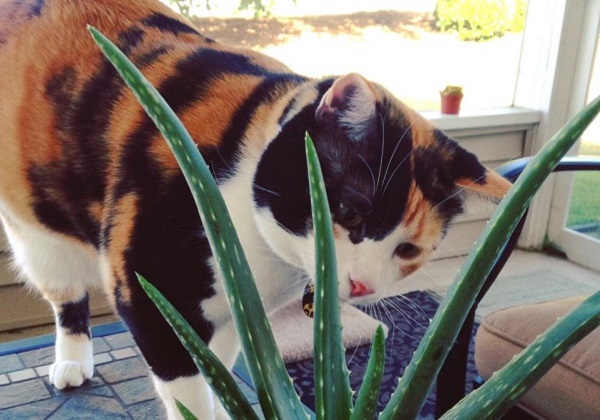 gatto e pianta aloe vera