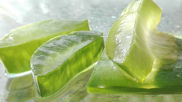 pianta aloe vera gel