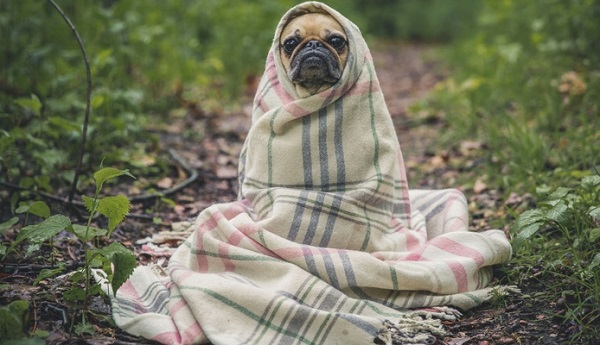 cappotti cani fai da te in casa