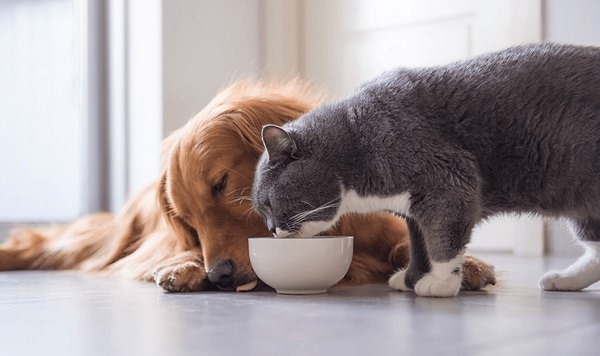 ciotole per cani e gatti