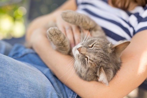 padroni e gatti coccole