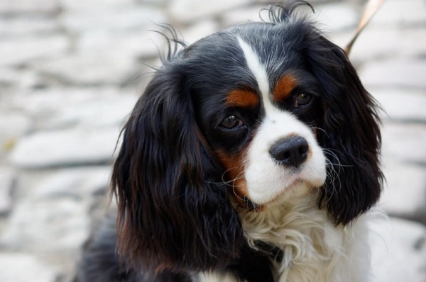 cane di razza e da compagnia