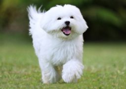 cane maltese felice