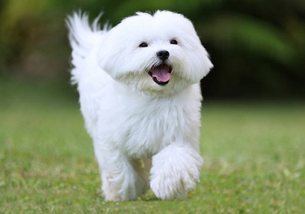 cane maltese felice