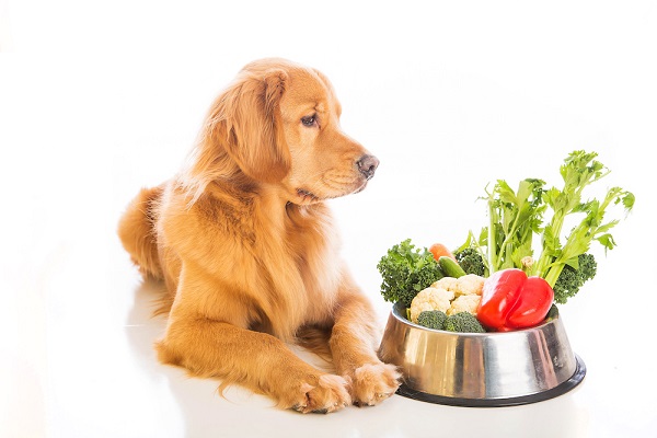 cani meglio alimentazione con carne