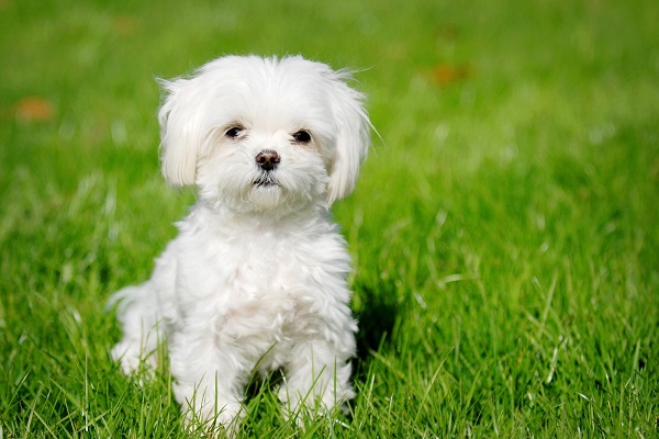 caratteristiche cane maltese