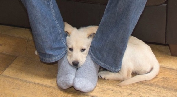 lasciare odore sul cane