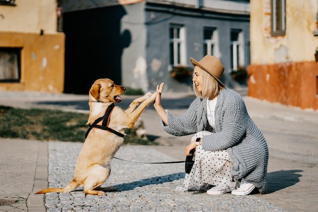 cosa fare e come preparare la casa all arrivo di un cane