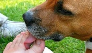 cane lecca piedi padrone