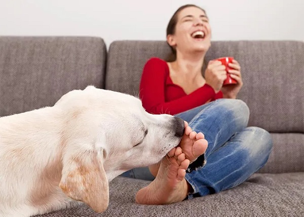 perchè cane lecca piedi