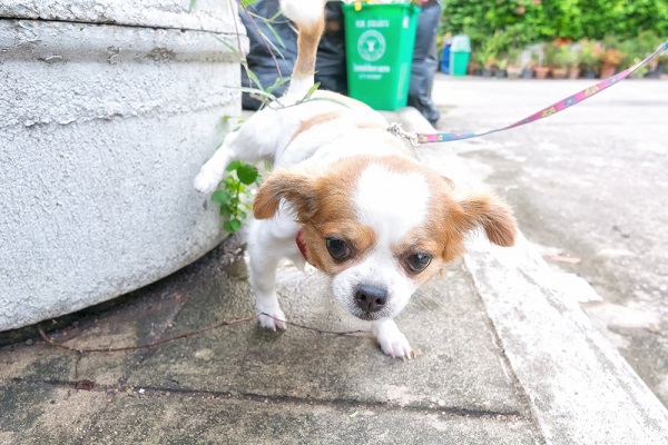 abituare cucciolo pipì fuori