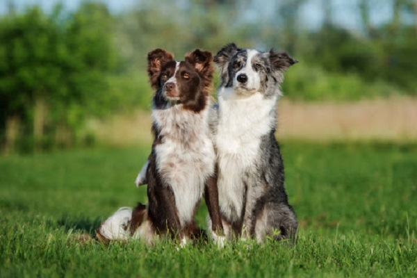 border collie coppia cani