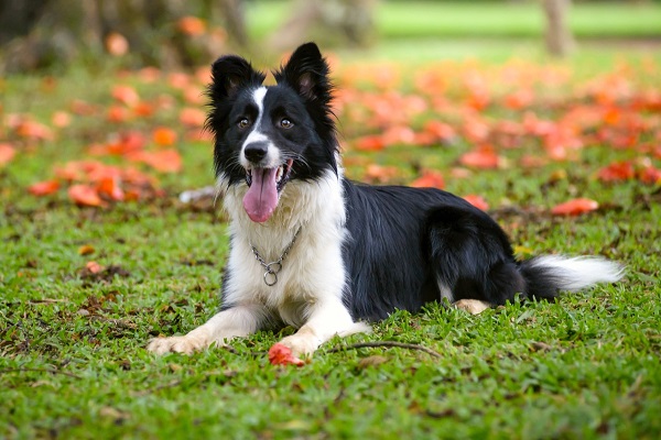 border collie origini