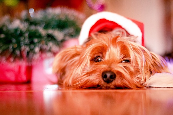 attenzione a cani e gatti natale