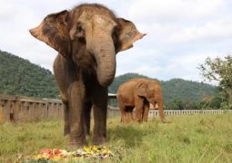elefanti salvati zoo phuket