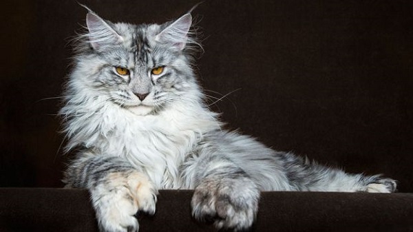 maine coon dolce 