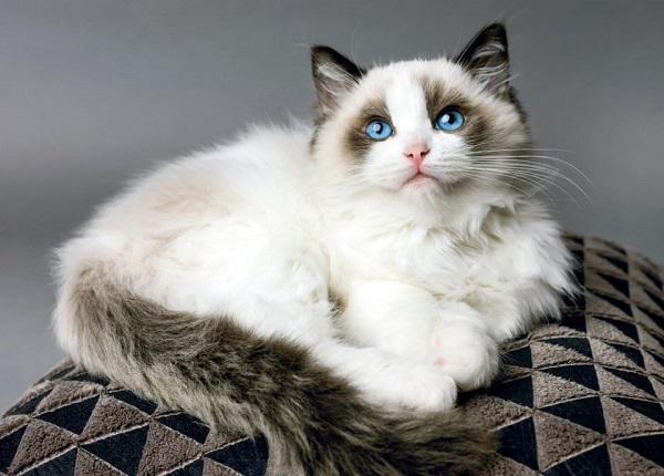 gatto ragdoll