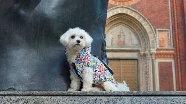 barboncino con cappotto