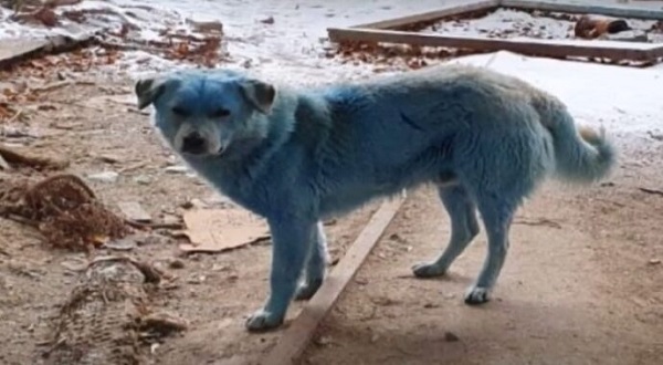 cane blu russia contaminazione