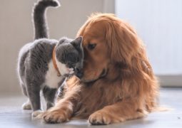 convivenza tra cani e gatti