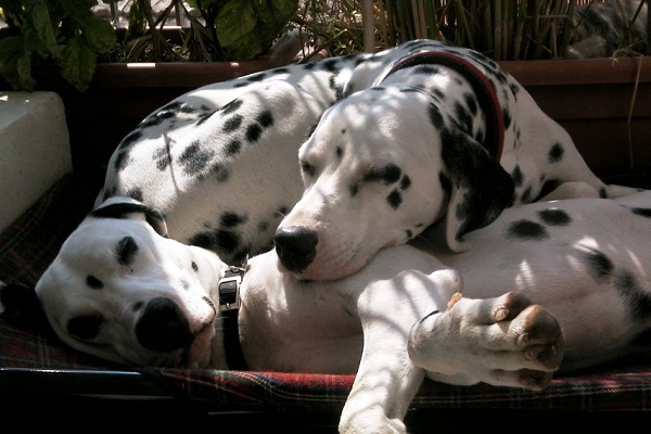 baci, sentimenti e cani