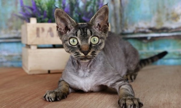 devon rex caratteristiche