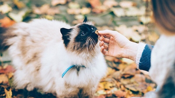 scegliere collare giusto gatto