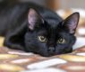 gatto nero sdraiato