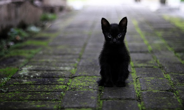 gatto nero cucciolo