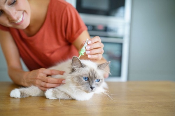 antiparassitario gatti