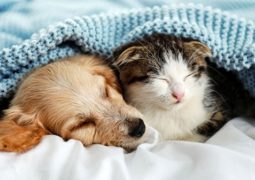 cani e gatti che dormono