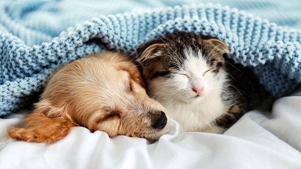 cani e gatti che dormono