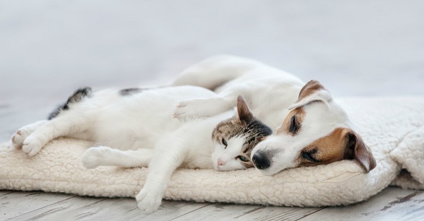 sonno cani e gatti