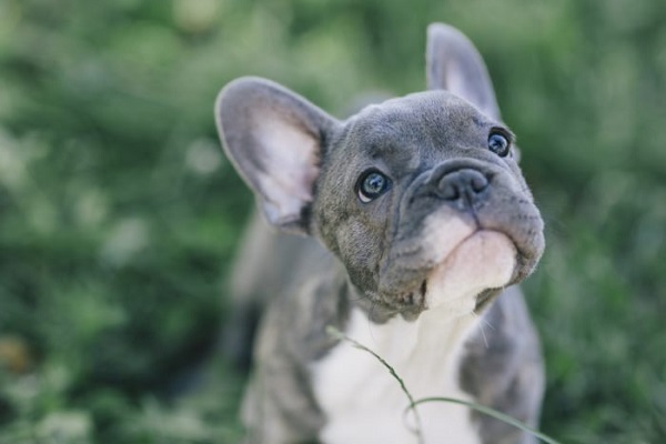 razze cane piccola taglia appartamento