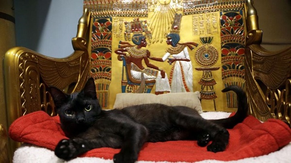 gatti egizi storia oscura