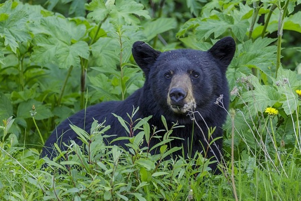 orso umani encefalite