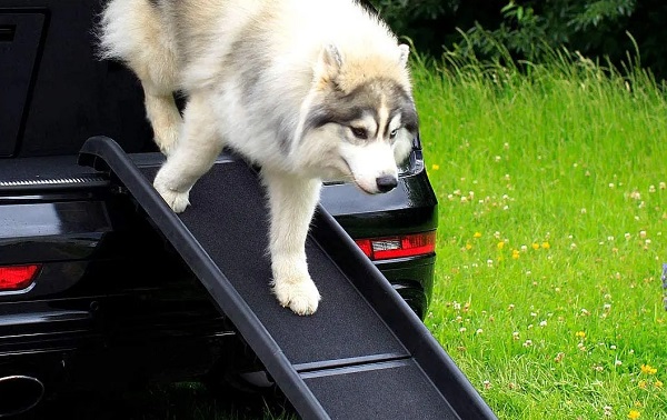 accessori cani auto